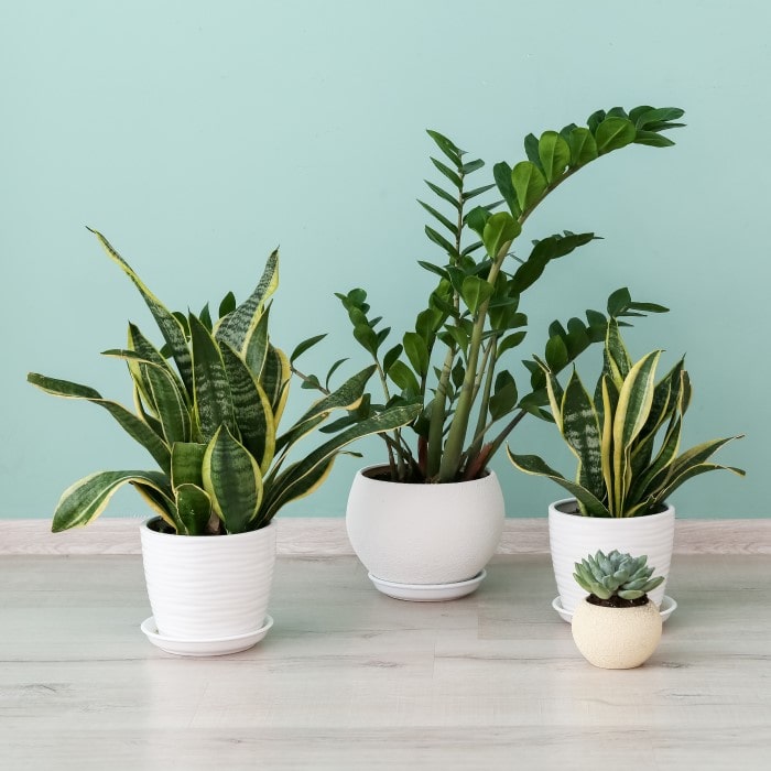 Four Houseplants in White Pots in Front of a Light Blue Wall