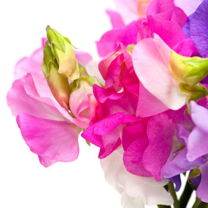 Almanac Planting Co Annual Plant Collection. An image of a white, pink, purple and blue flower bouquet. 