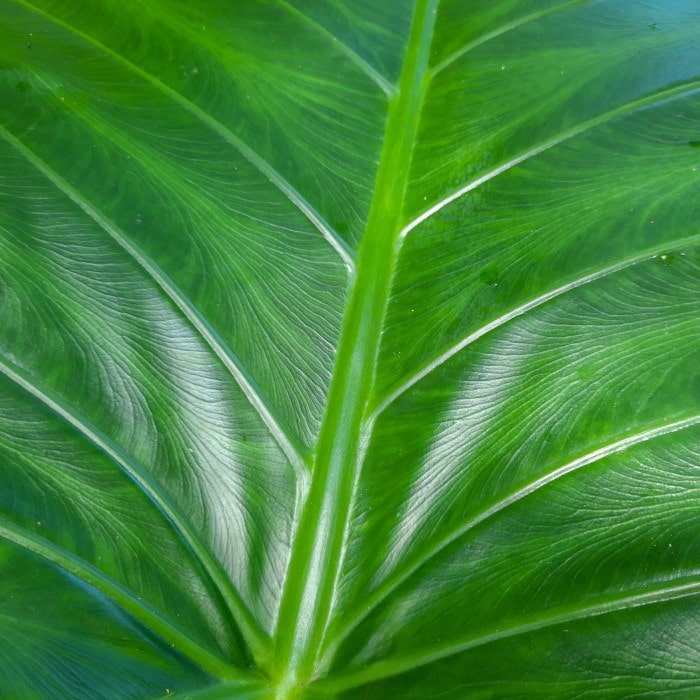Almanac Planting Co Alocasia gagaena 'California'. A close up image of the variegation on a leaf.