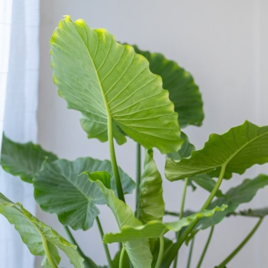 Almanac Planting Co Alocasia gagaena 'California'. A mature, potted Alocasia showcasing upright growth habit.