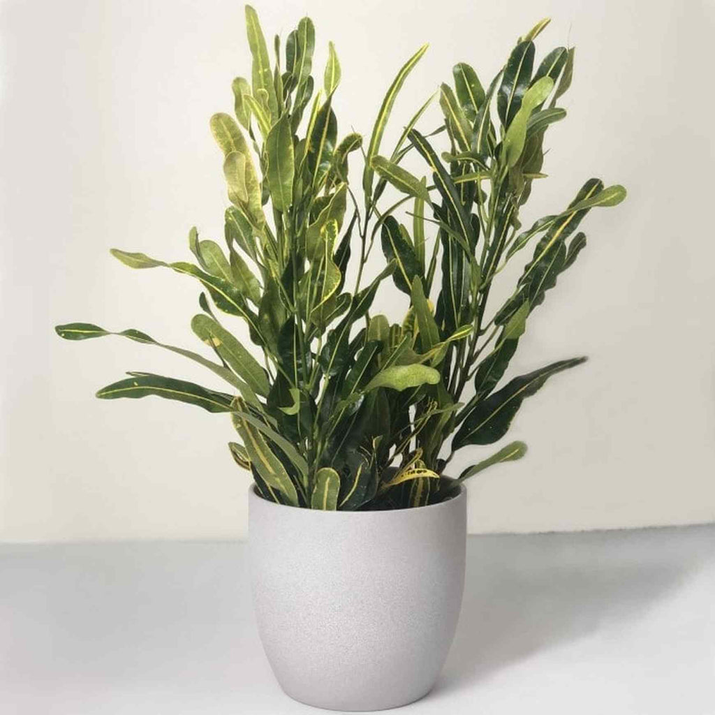 Banana Croton