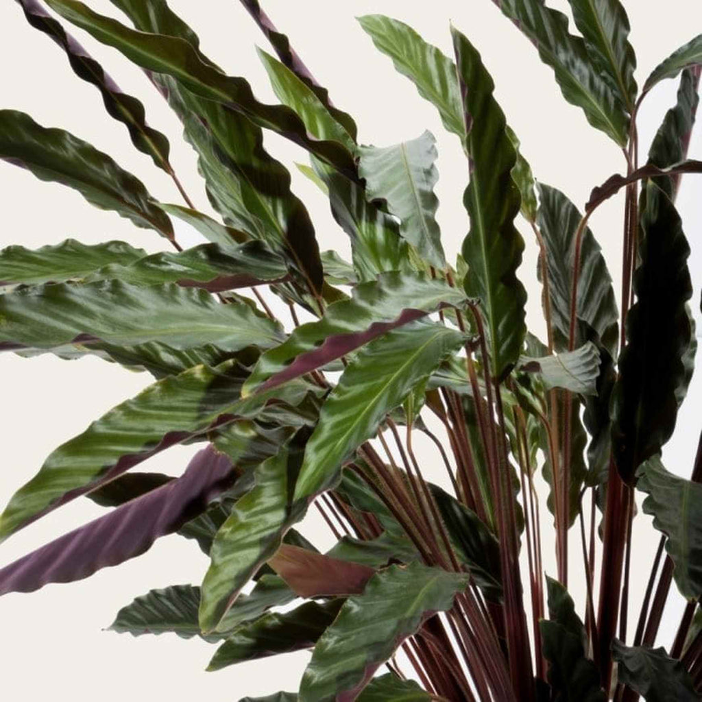 Calathea rufibarba 'Elgergrass'