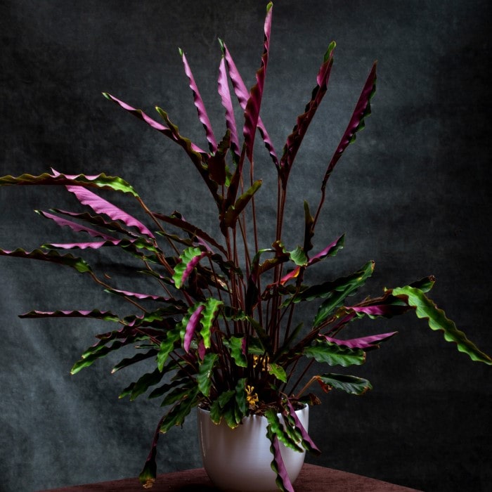 Almanac Planting Co Calathea rufibarba 'Elgergrass'. Growing in a white pot in front of a gray background. The bottom sides of the leaves are a bold purple!