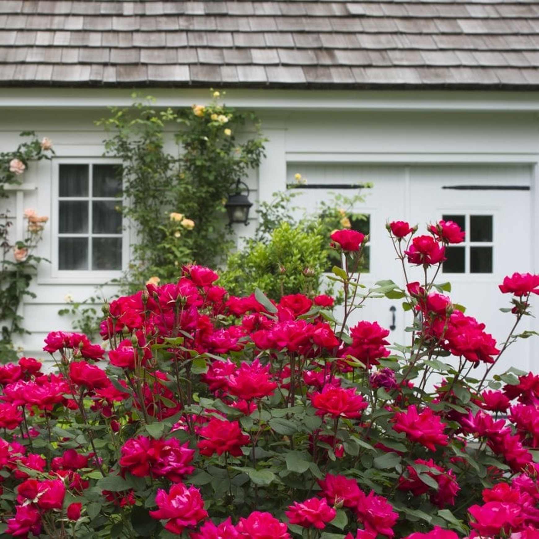 Double-Knock-Out-Rose-1.jpg?v=