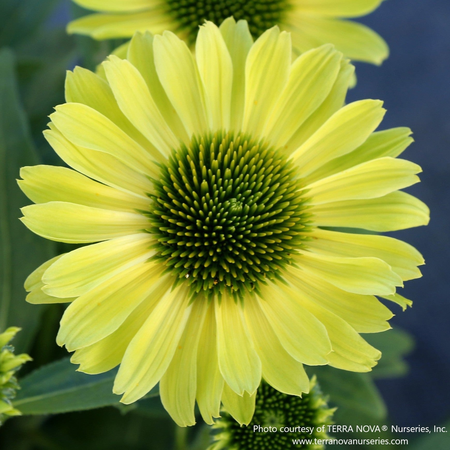Echinacea KISMET® 'Kiwi' | Compact Green Coneflower for Pollinator