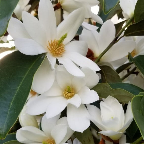 Almanac Planting Co White Fairy Magnolia® by Anthony Tesselaar Plants. A bunch of white flowers surrounded by deep green leaves.