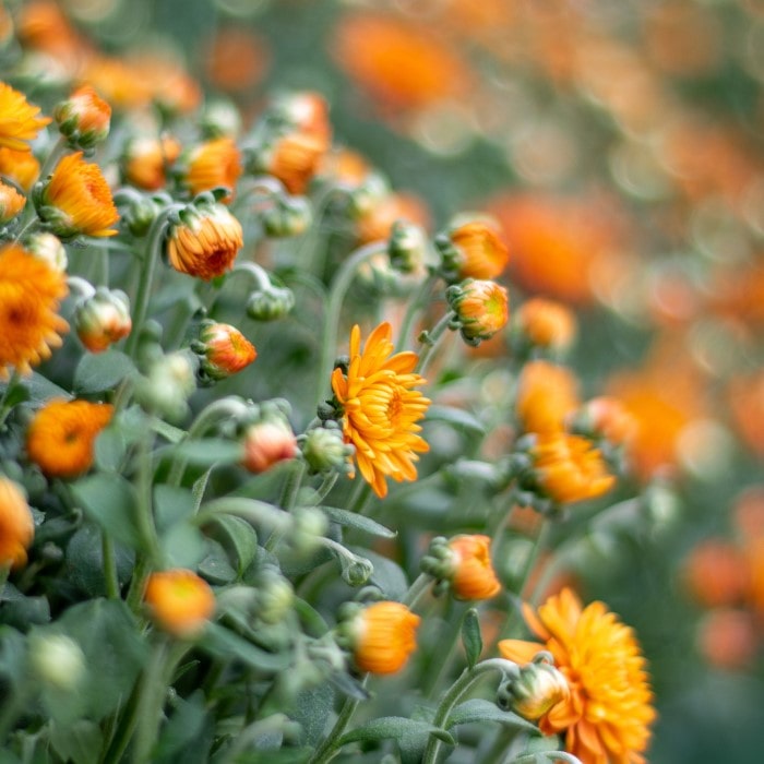 Almanac Planting Co Orange Garden Mums With Flowers About to Open