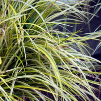 Almanac Planting Co: Golden Variegated Sweet Flag (Acorus gramineus 'Ogon') adding a striking splash of gold and green to a garden setting, perfect for those looking to incorporate color and texture in their water garden or damp areas.