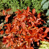 Almanac Planting Co: The Itea 'Little Henry' (Itea virginica) shows off its striking red autumn foliage, making it a top pick for gardeners and landscapers aiming to introduce vibrant fall colors into their garden designs.