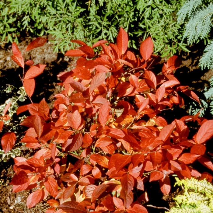 Almanac Planting Co: The Itea 'Little Henry' (Itea virginica) shows off its striking red autumn foliage, making it a top pick for gardeners and landscapers aiming to introduce vibrant fall colors into their garden designs.