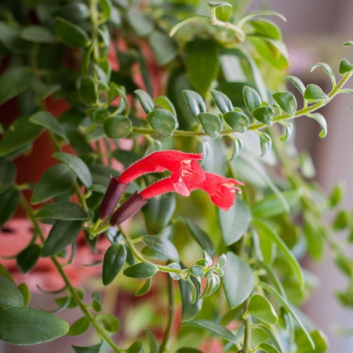 Almanac Planting Co Lipstick Plant (Aeschynanthus radicans) red flowers blooming in front of cascading, green foliage.
