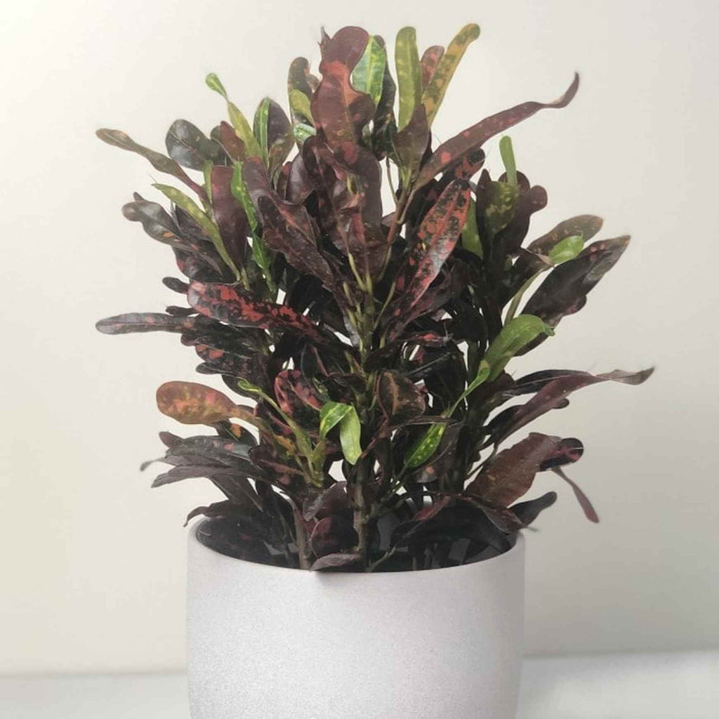 croton mammy hedge Mammy Croton