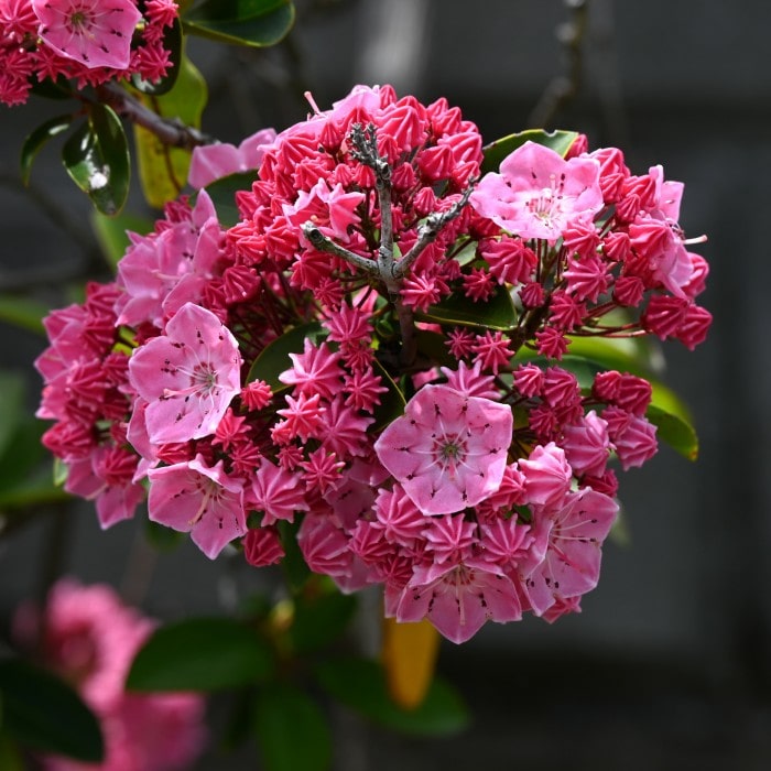 Kalmia latifolia 'Pink Globe' | Mountain Laurel Shrub for Sale
