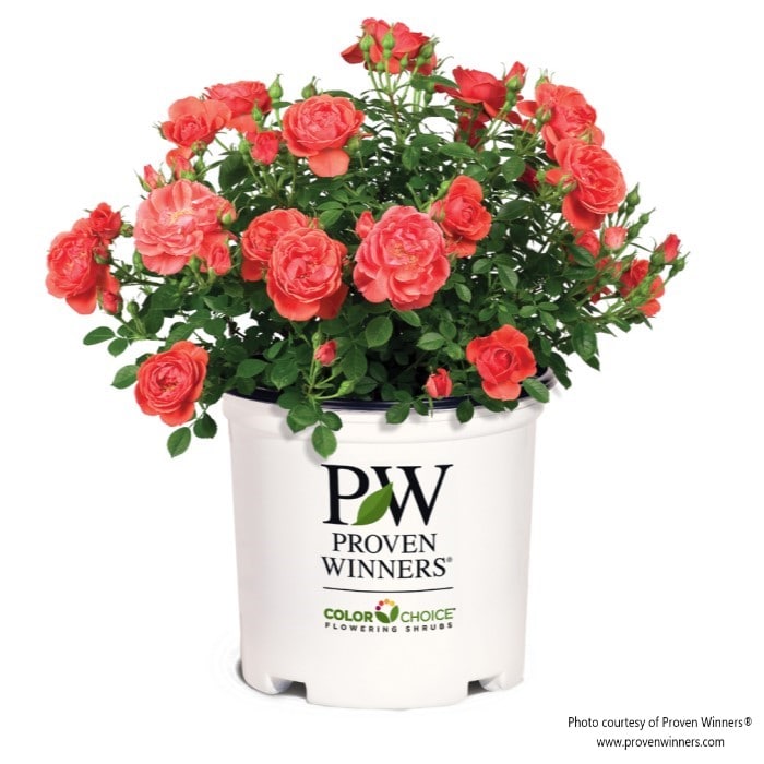 Almanac Planting Co: Proven Winners® Rosa 'Oso Easy Mango Salsa' presented in a white container, displaying richly colored roses.