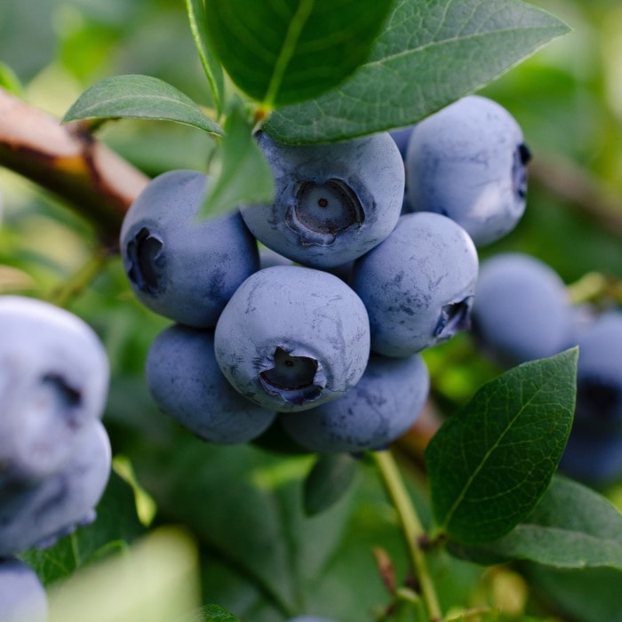 Almanac Planting Co Sweetheart Blueberry (Vaccinium corymbosum 'Sweetheart'). A bunch of ripe blueberries on the bush.