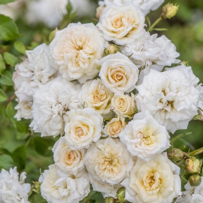 White Drift® Rose | Compact Shrub Rose – Almanac Planting Co