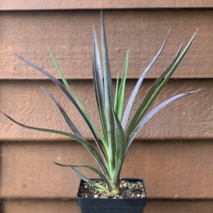 Almanac Planting Co Dwarf Yucca 'Magenta Magic' (Yucca aloifolia 'Magenta Magic'). A 4" pot with a yucca plant in it.