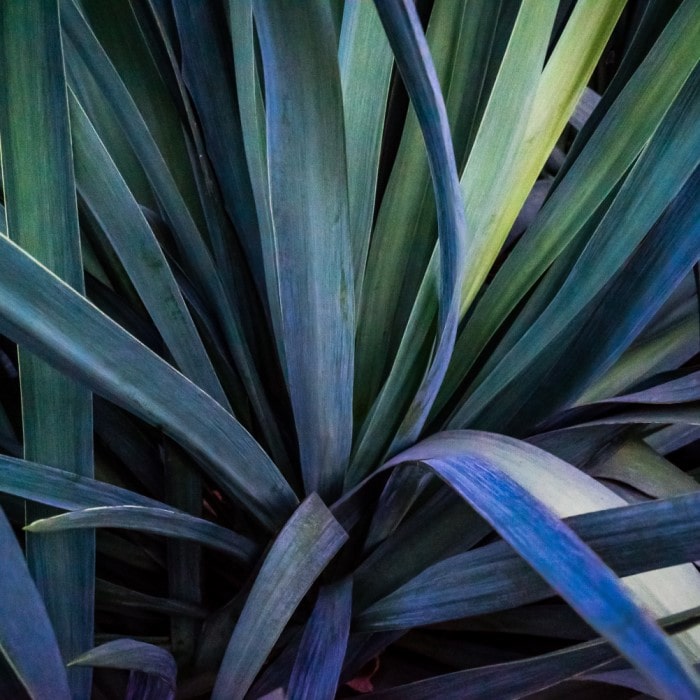 Almanac Planting Co Dwarf Yucca 'Magenta Magic' (Yucca aloifolia 'Magenta Magic'). Purple and green sword-shaped foliage.