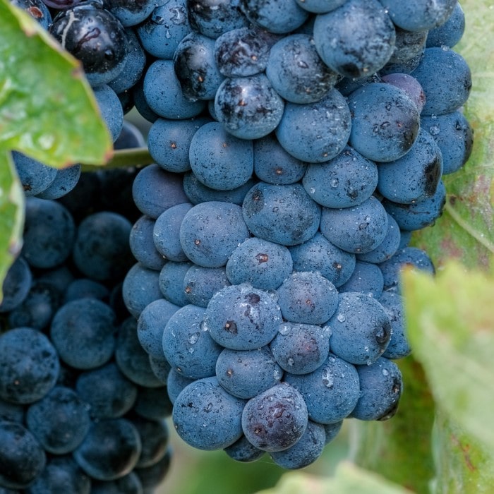 Almanac Planting Co Concord Seedless Grape (Vitis labrusca 'Concord Seedless'). A macro shot of a tight bunch of ripe, seedless, blue grapes.