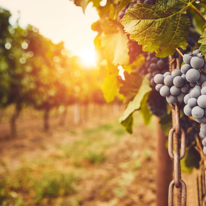Almanac Planting Co Concord Seedless Grape (Vitis labrusca 'Concord Seedless'). A bunch of ripe, blue grapes sits at the forefront of a vineyard at dusk or dawn.