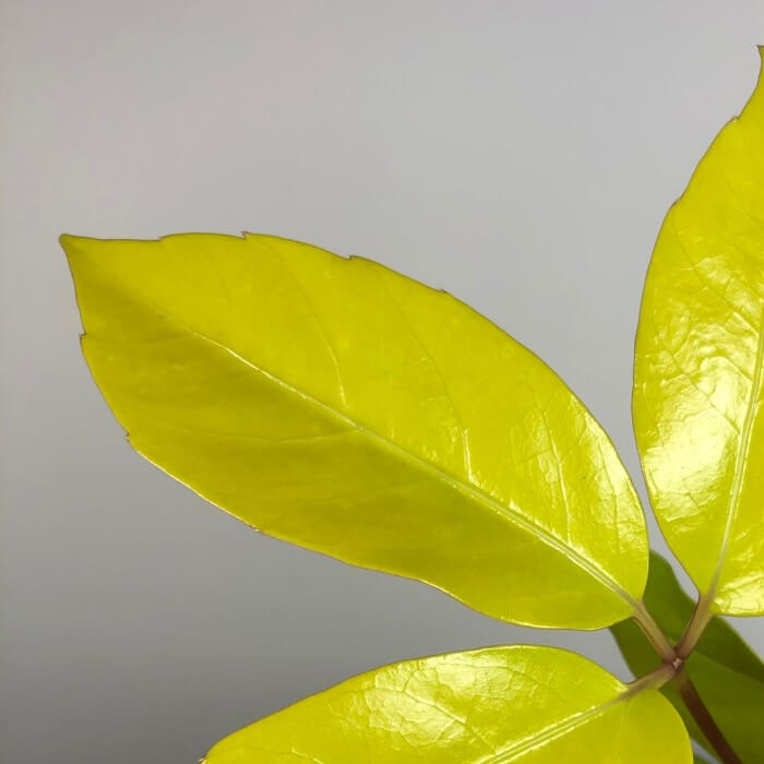Almanac Planting Schefflera actinophylla 'Amate® Soleil' Foliage