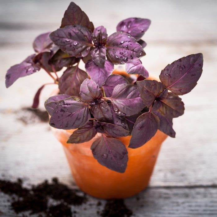 Basil Amethyst