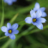 Almanac Planting Co Blue Eyed Grass 'Suwannee' (Sisyrinchium nashii 'Suwannee') Light blue blooms with yellow centers