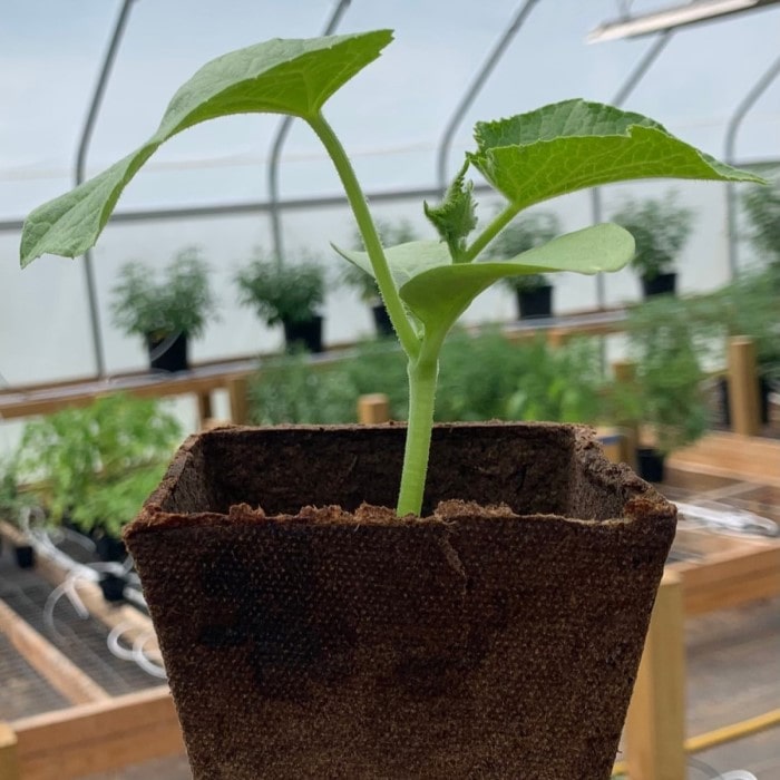 Almanac Planting Boston Pickling Cucumber (Cucumis sativus) plant in a 4" grow pot