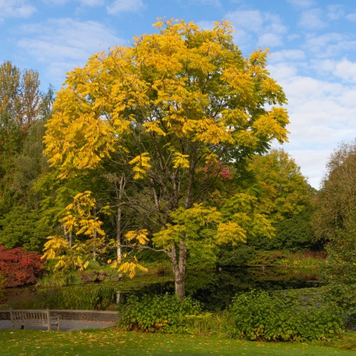 Almanac Planting Co Chinese Toon 'North Red' (Toona sinensis 'North Red'). A mature Chinese Toon tree next to a lake.