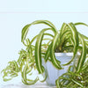 Almanac Planting Co Curly Spider Plant 'Bonnie'.  A curling and twisting cultivar of Spider Plant growing in a white pot in front of a white background.