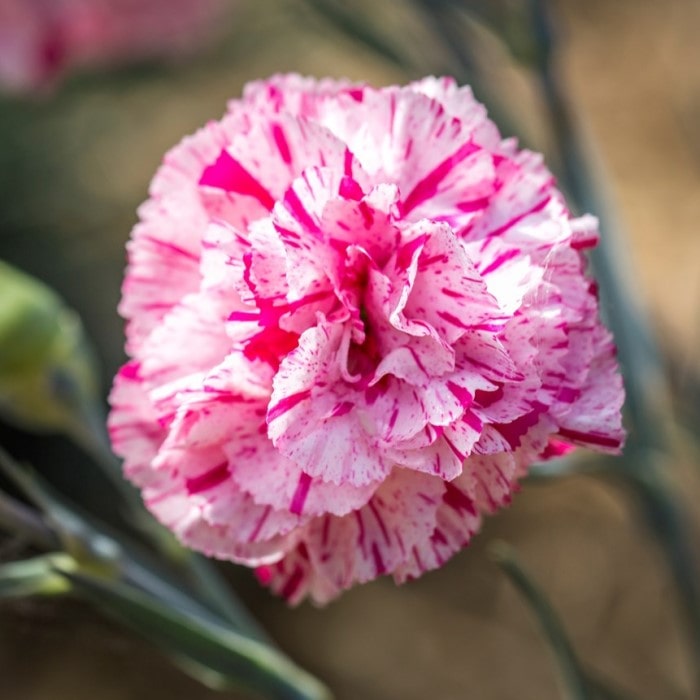 Almanac Planting Co Pinball Wizard Dianthus (Dianthus x hybrida 'Pinball Wizard') close up of a bloom with white, red, and pink speckles.