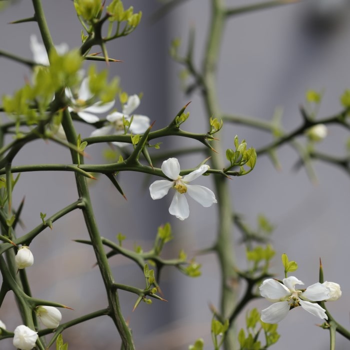 Almanac Planting Flying Dragon Orange Tree (Citrus trifoliata (A.K.A. Poncirus trifoliata)) Close up of flower buds and thorns