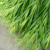 Almanac Planting Co Hakone Grass (Hakonechloa macra). A top shot of a bright green grass in flower. Half of the Hakone Grass is over a garden and the other half is growing over a concrete walkway.