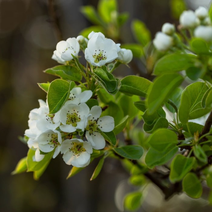 Almanac Planting Co Kieffer Pear Tree (Pyrus communis 'Kieffer'). A branch of the tree in bloom. There are bunches of white flowers at the end of the branch surrounded by green leaves.