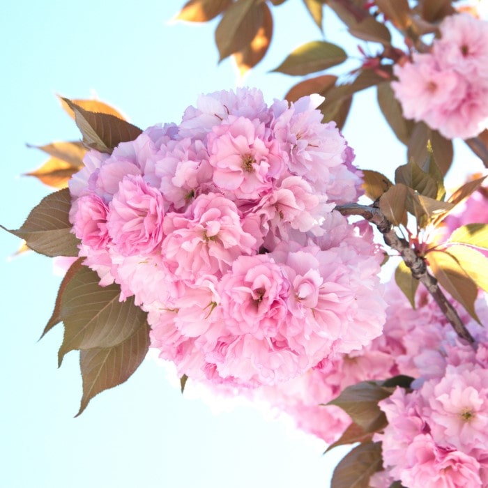 Almanac Planting Co Japanese Flowering Cherry Tree (Prunus serrulata 'Sekiyama'). A close up image of a massive double pink bloom!