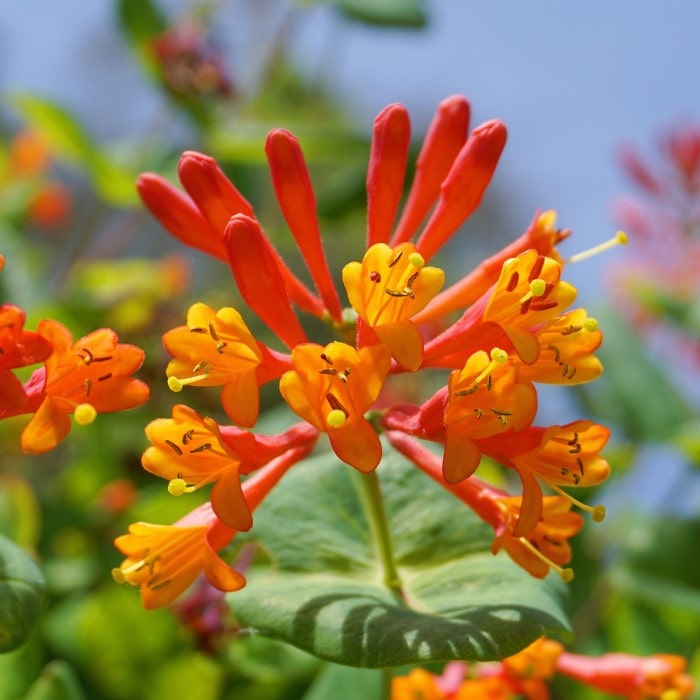 Almanac Planting Co Honeysuckle Vine 'Magnifica' in bloom (close up of orange and red trumpet-like flowers with green leaves in the background)