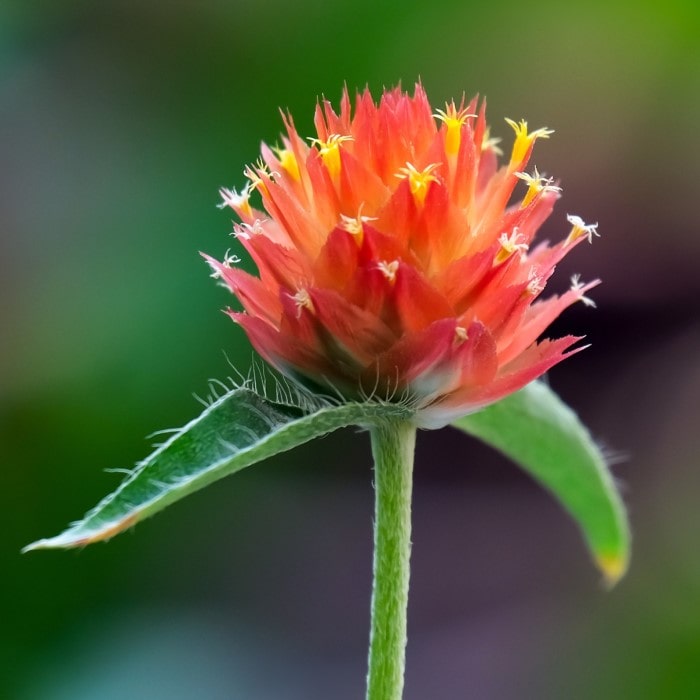 Almanac Planting 'Mandarin Orange' Gomphrena (Gomphrena haageana 'Mandarin Orange')