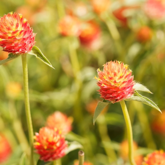 Almanac Planting 'Mandarin Orange' Gomphrena (Gomphrena haageana 'Mandarin Orange') flowering together in a field