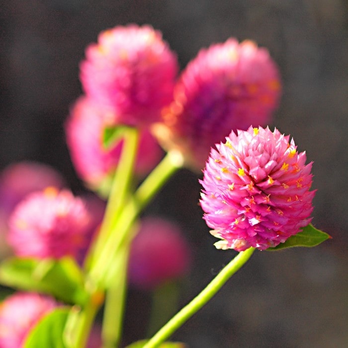 Almanac Planting Co 'Raspberry Cream' Globe Amaranth