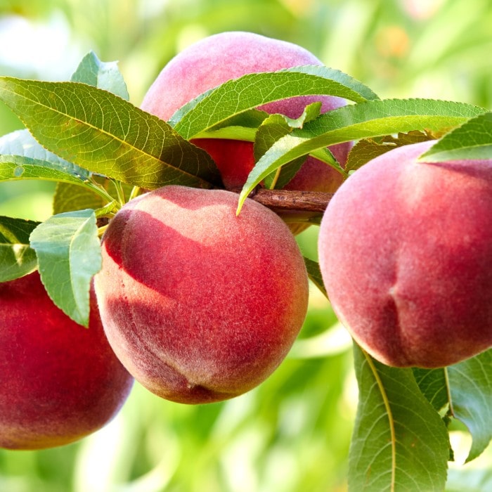 Almanac Planting Co Redhaven Peach Tree (Prunus persica 'Redhaven'). A bunch of reddish peaches growing on a tree.