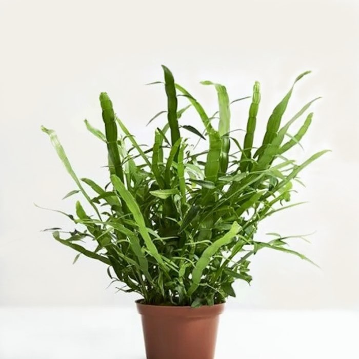 Almanac Planting Co Ribbon Bush (Muehlenbeckia platyclada (AKA Homalocladium platycladum)) growing out of a 4" grow pot in front of a gray background.
