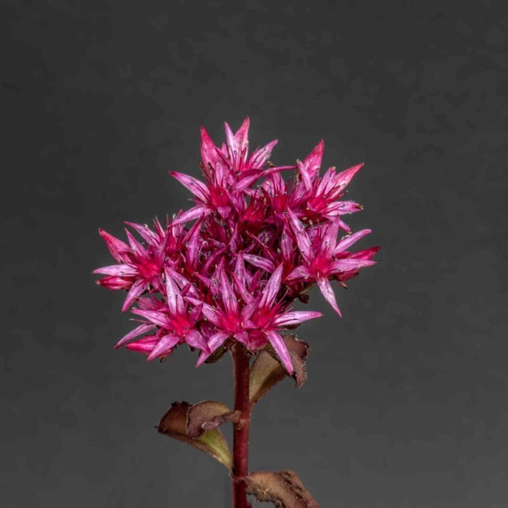 black radiance succulent plum Sedum SunSparkler® 'Plum Dazzled' Stonecrop – Almanac Planting Co
