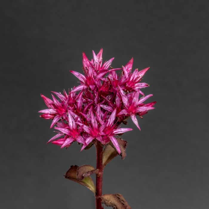 Almanac Planting Co Sedum 'Plum Dazzled' Bloom