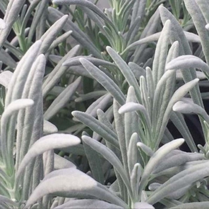 Almanac Planting Co Lavender foliage