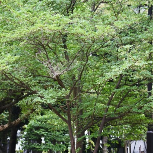 Almanac Planting Co Japanese Snowbell Tree (Styrax japonicus). A mature tree viewed from a distance.