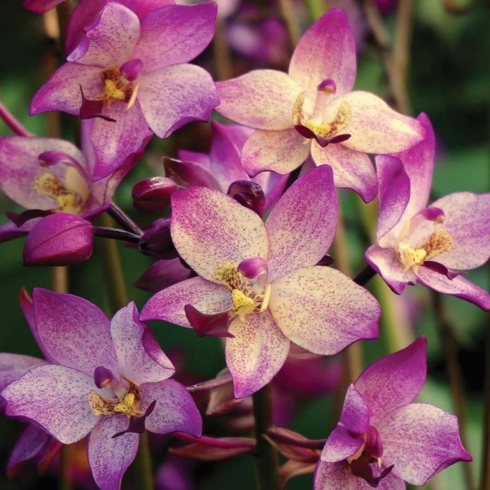 'Far out Freckles' Ground Orchid