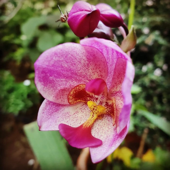 'Far out Freckles' Ground Orchid