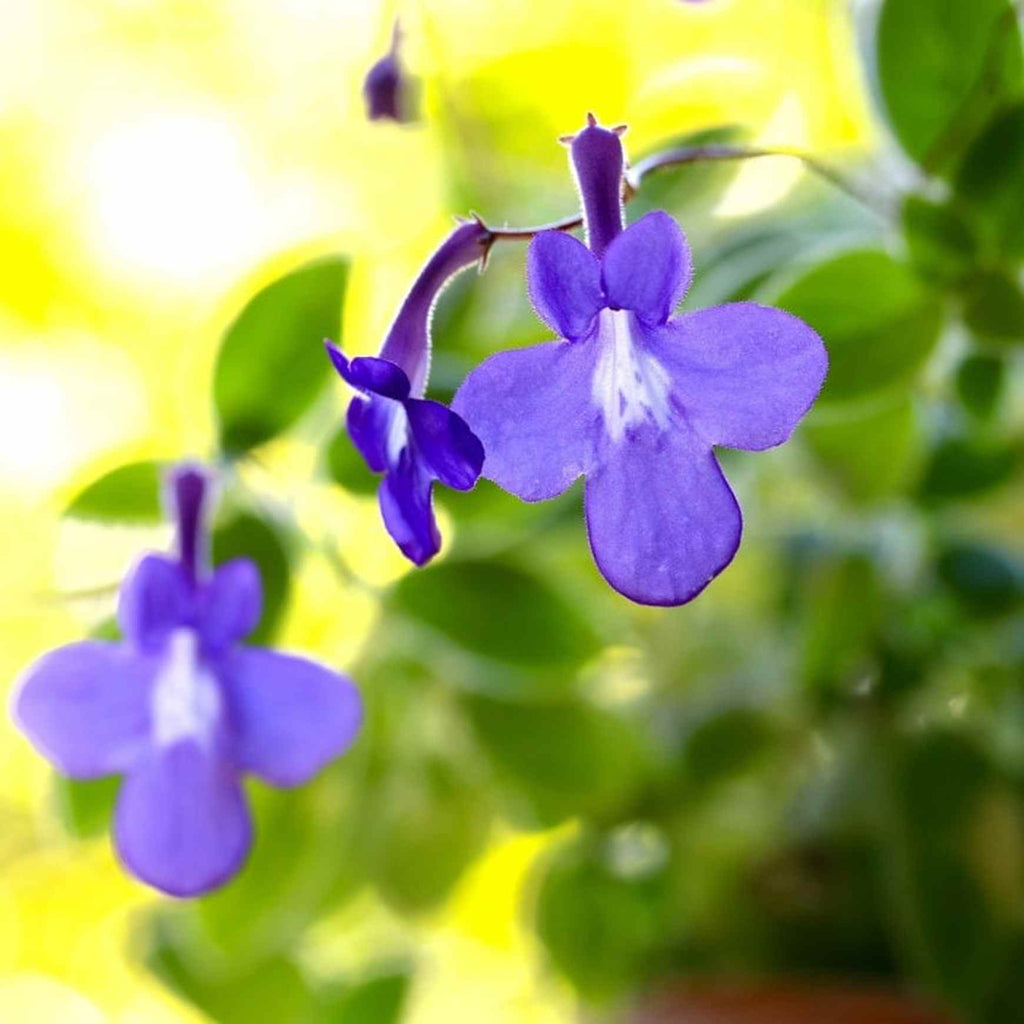 streptocarpus plant Streptocarpella