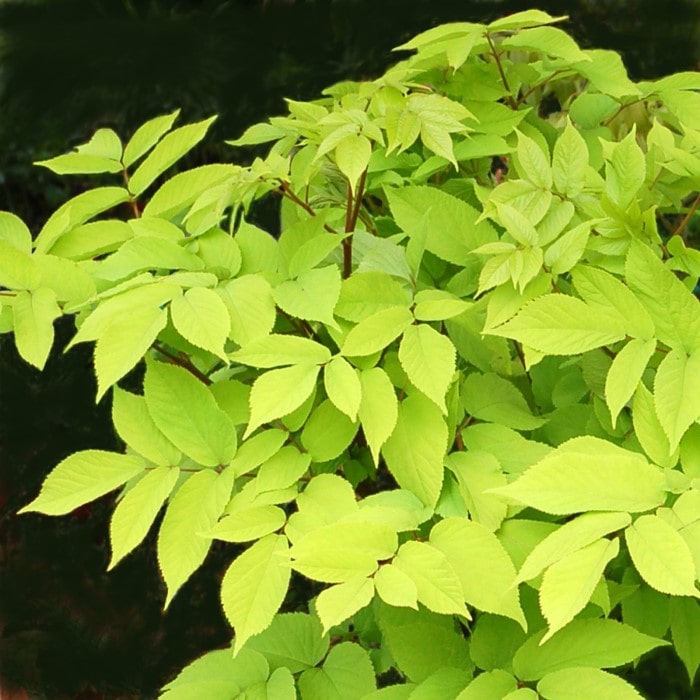 Almanac Planting Sun King (Japanese Spikenard) Aralia cordata