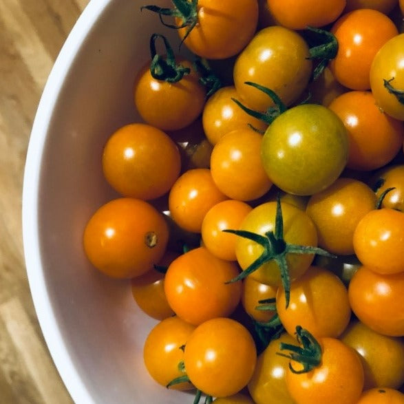 Almanac Planting Sunsugar Orange Cherry Tomato (Solanum lycopersicum). Tomatoes together in a white bowl.